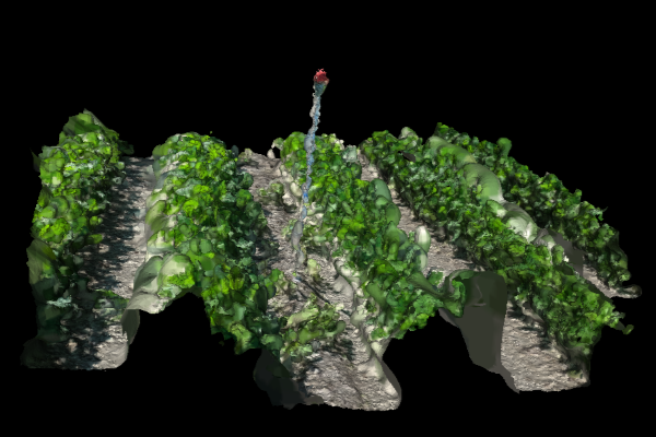 weeds3d biomass estimation